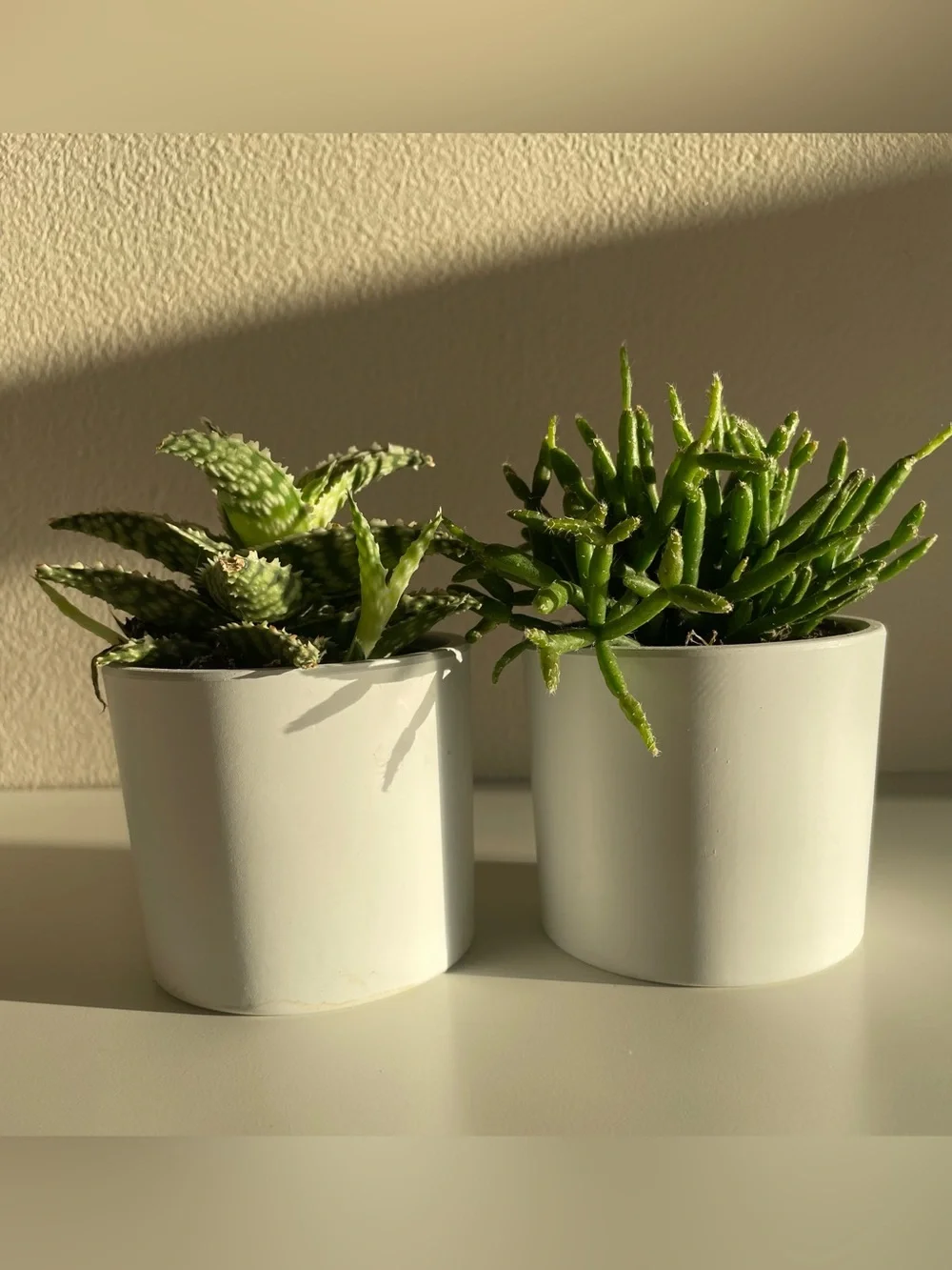Modern White Ceramic Succulent Planter Set